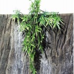 JBL TerraPlanta Madag.Bambus, 19 см