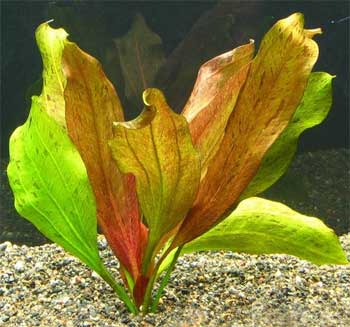 Эхинодорус Горемана (Echinodorus horemanii). Аквариумные растения. Описание растений