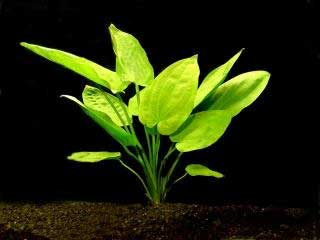 Эхинодорус горизонтальный (Echinodorus horizontally). Аквариумные растения. Описание растений
