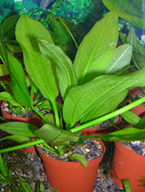 Эхинодорус вертикальный (Echinodorus verticalis). Аквариумные растения. Описание растений