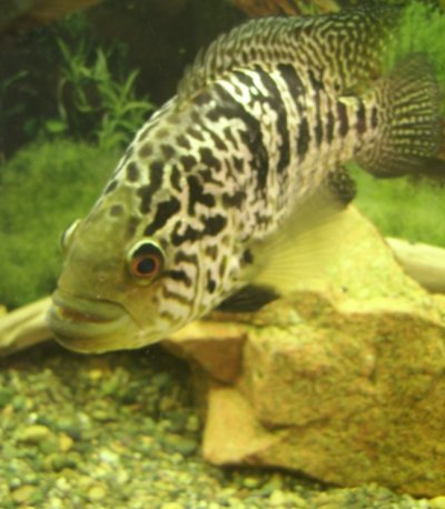 Манагуанская цихлазома. Parachromis managuensis.