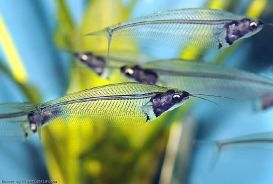 Стеклянный сом: рыба-призрак