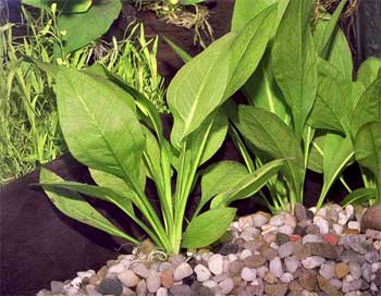 Эхинодорус Блехера или Тысячелистник (Echinodorus bleheri или paniculatus). Аквариумные растения. Описание растений
