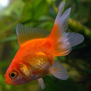 Риукин красно-белый