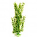 Яванский мох зеленый 10 см
