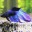 Петушок вуалевый синий (Самец)