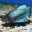 Петушок вуалевый голубой (Самка)