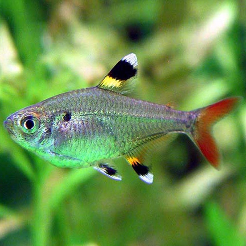 Харациновые аквариумные рыбки фото с названиями и описанием
