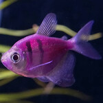 Тернеция Фиолетовая с полосками