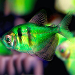 Тернеция Зеленая с полосками