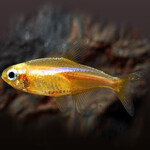 Неон золотой