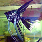 Скалярия мраморная вуалевая