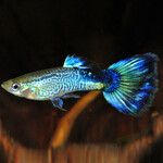 Гуппи кобра Сапфир синяя (самцы)