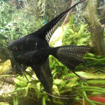 Скалярия черная вуалевая