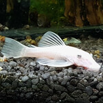 Анциструс снежно-белый