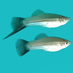 Меченосец зеленый чернохвостый