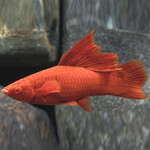 Меченосец Рубиновый высокоплавничный