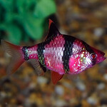 Барбус суматранский фиолетовый