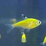 Пристелла желтая