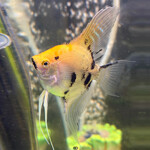 Скалярия золотой мрамор