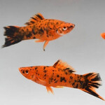 Меченосец тигровый