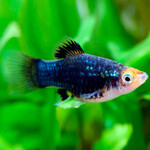 Пецилия черная