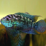 Цихлазома Пчелка (Биоцелатум)