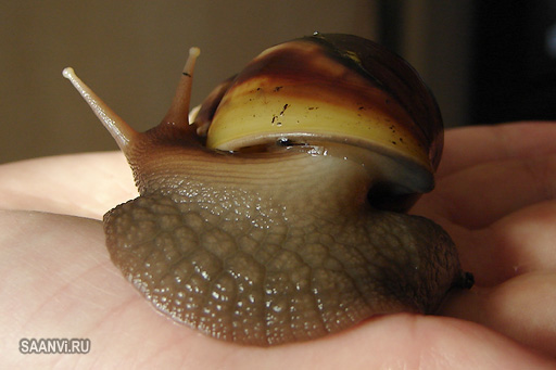 Гигантская улитка Ахатина — самый крупный сухопутный моллюск