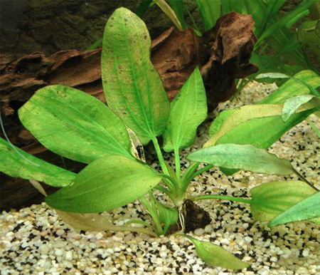 Эхинодорус сердцелистный (Echinodorus cordifolius или Echinodorus radicans)